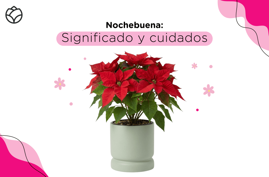 cuidados de la nochebuena en maceta
