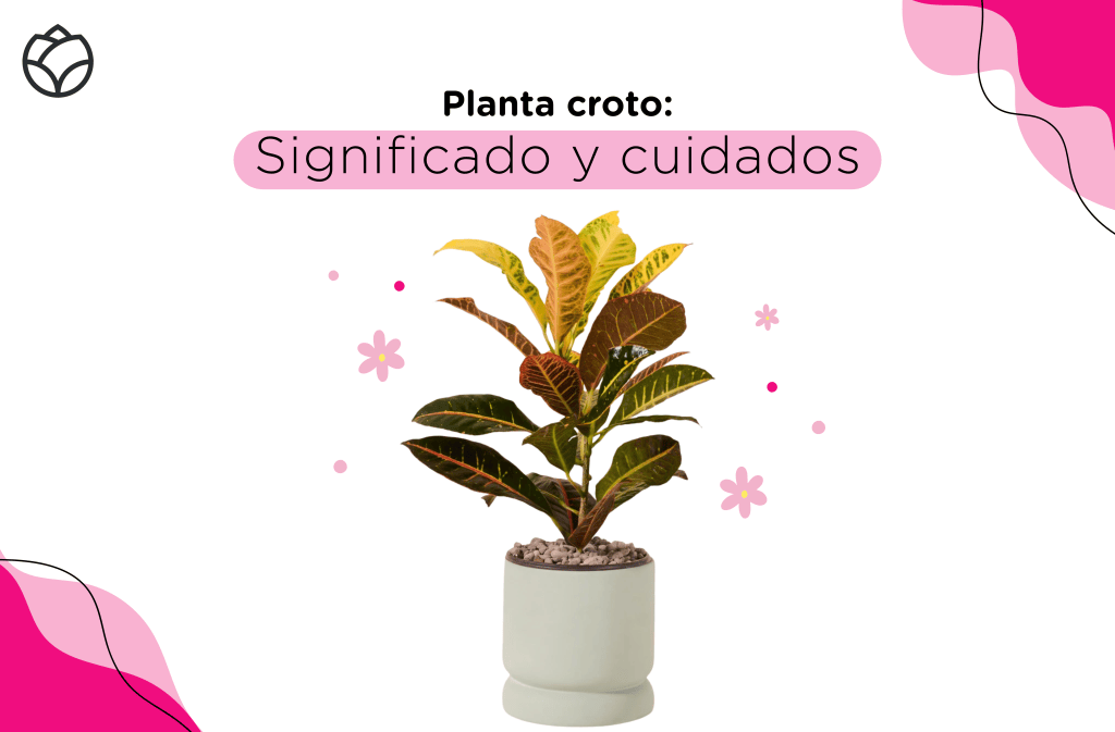 significado de la planta croto