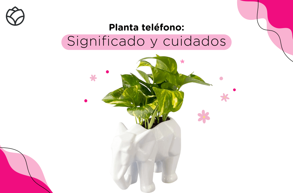 significado de la planta teléfono. Portada, planta teléfono con maceta