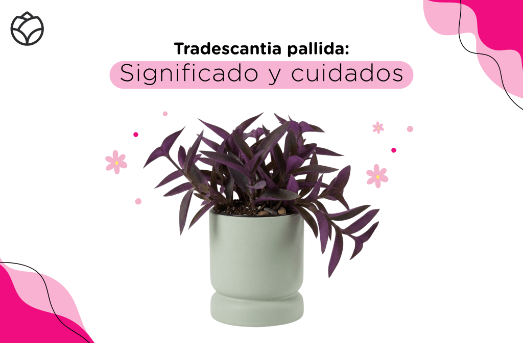 Tradescantia pallida