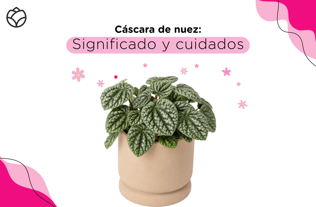 significado de la planta cáscara de nuez. Portada
