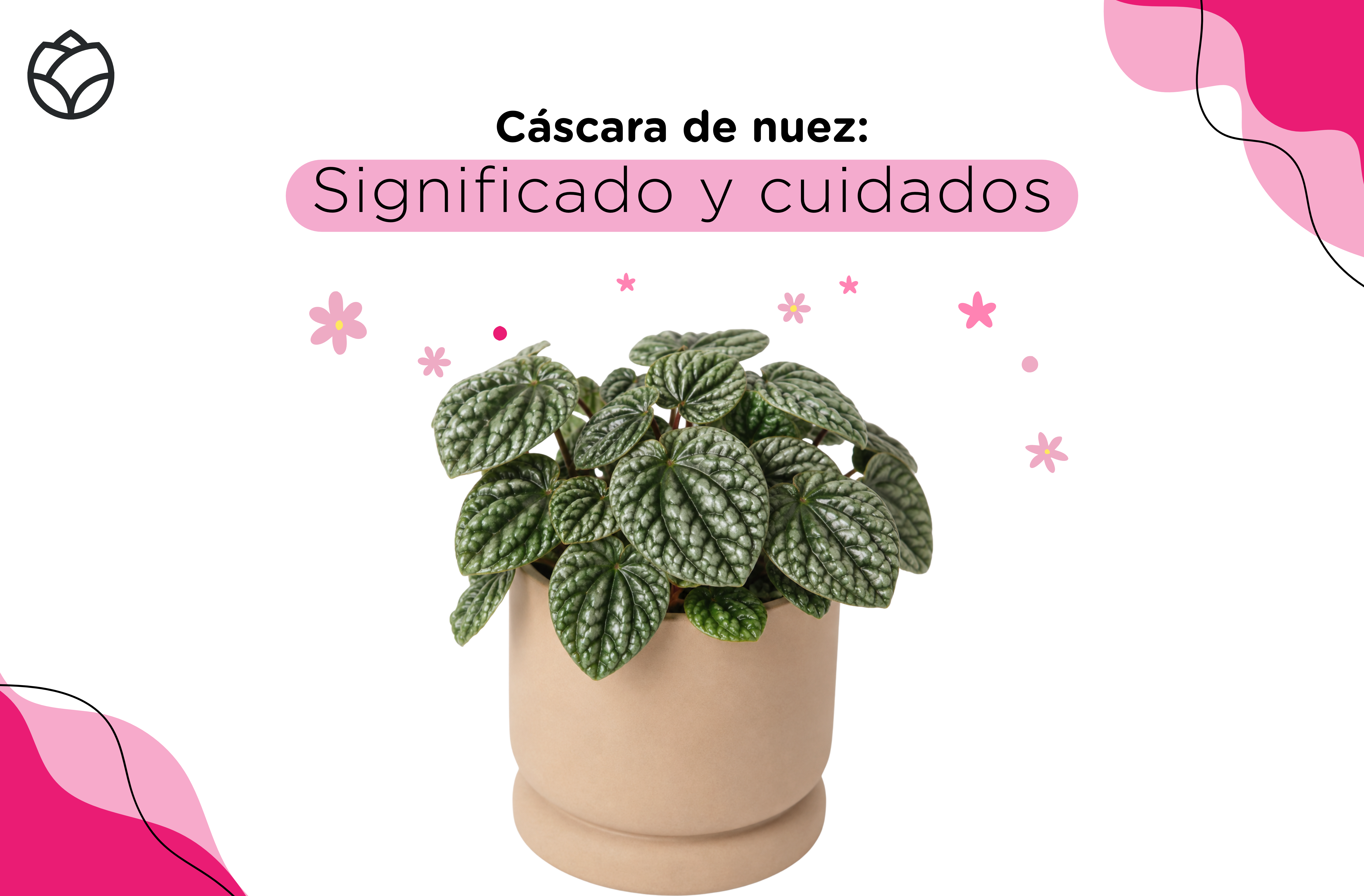 significado de la planta cáscara de nuez. Portada